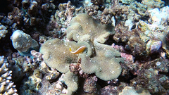 Amphiprion sandaracinos