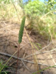 Phleum arenarium