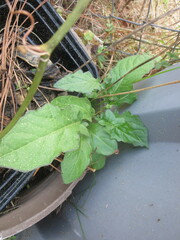 Salvia lyrata