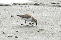 Calidris mauri