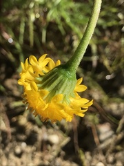 Chaenactis glabriuscula