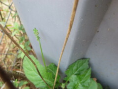 Salvia lyrata
