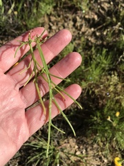 Chaenactis glabriuscula