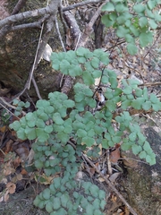 Adiantum chilense