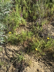 Chaenactis glabriuscula