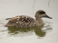 Marmaronetta angustirostris