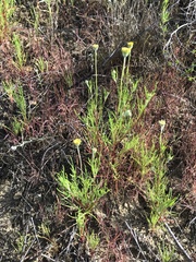 Chaenactis glabriuscula