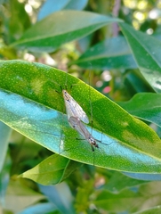 Nephrotoma appendiculata