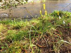 Narcissus cyclamineus