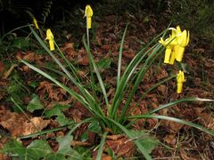 Narcissus cyclamineus