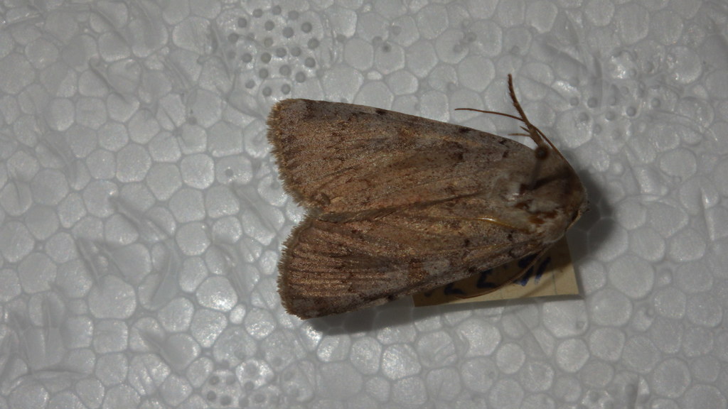 Xestia ashworthii candelarum
