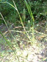 Phleum arenarium