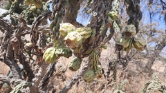 Cylindropuntia cholla
