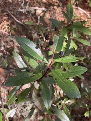 Comarostaphylis discolor