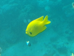 Pomacentrus sulfureus