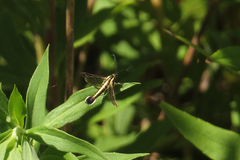 Sesiidae