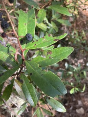 Comarostaphylis discolor