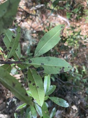 Comarostaphylis discolor