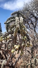 Cylindropuntia cholla