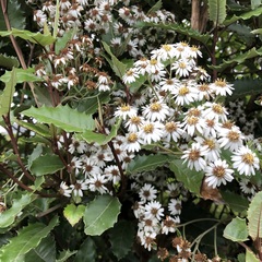 Olearia ilicifolia