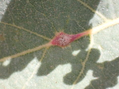 Andricus reticulatus