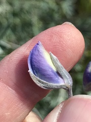 Lupinus paynei
