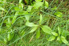 Senecio rufiglandulosus
