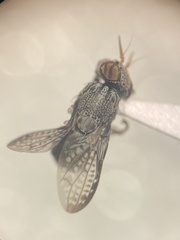 Stictomyia longicornis
