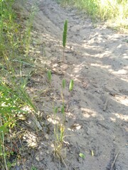 Phleum arenarium
