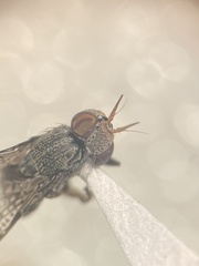 Stictomyia longicornis