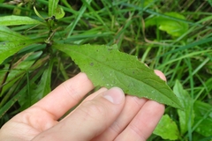 Senecio rufiglandulosus