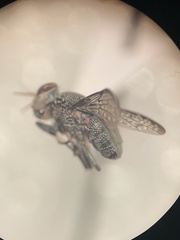 Stictomyia longicornis
