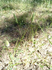 Phleum arenarium