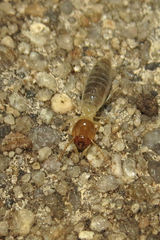 Apicotermitinae