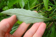 Senecio rufiglandulosus