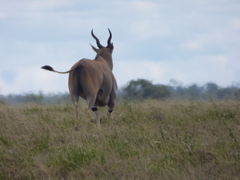 Tragelaphus oryx pattersonianus