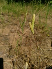 Phleum arenarium