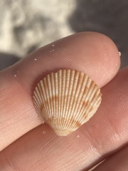 Dinocardium robustum