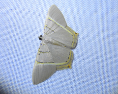 Phrygionis polita