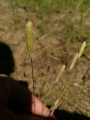 Phleum arenarium