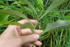 Senecio rufiglandulosus