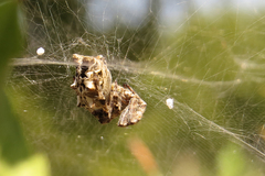 Cyrtophora citricola