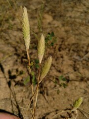 Phleum arenarium
