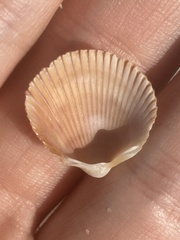 Dinocardium robustum