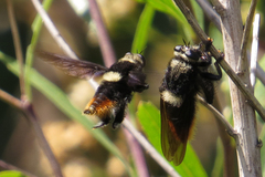 Mallophora ruficauda