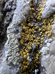 Candelariella
