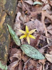 Erythronium umbilicatum