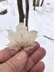 Acer platanoides