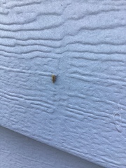 Amblysellus curtisii