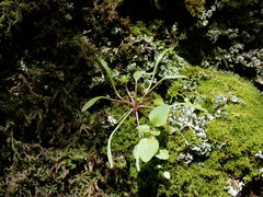 Claytonia parviflora